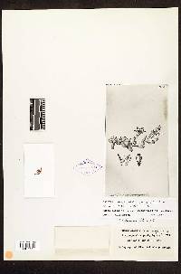 Graptopetalum pachyphyllum image