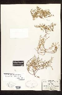 Sedum jaliscanum image