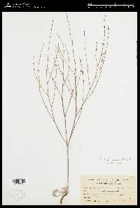 Eriogonum vimineum image