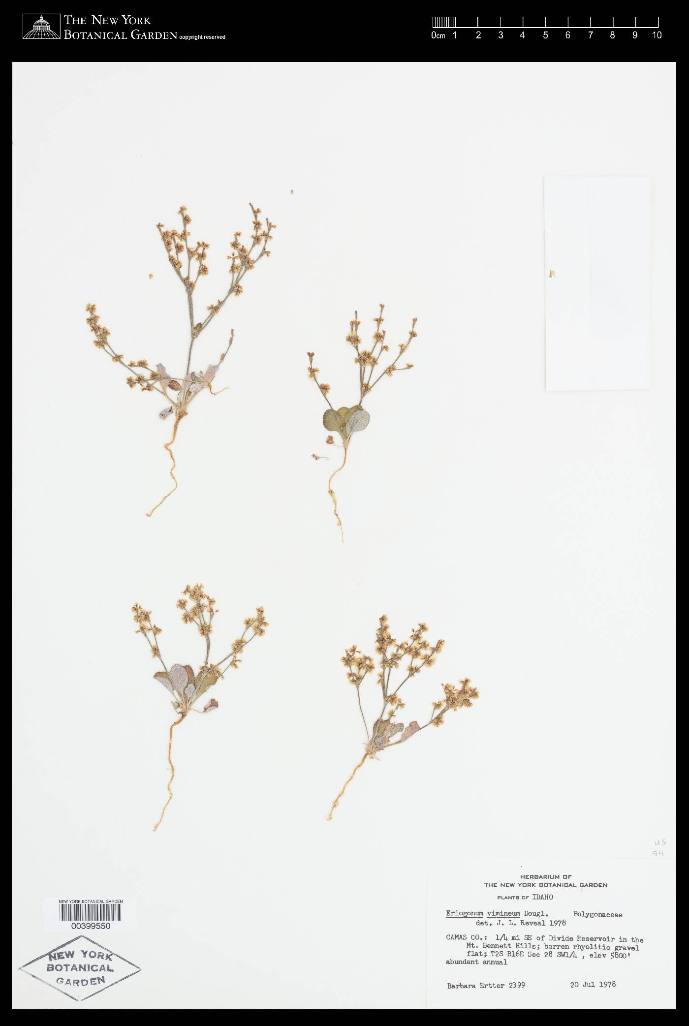Eriogonum vimineum image