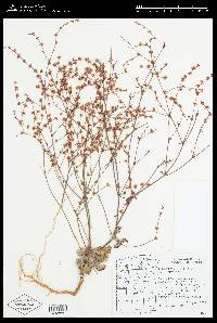 Eriogonum vimineum image