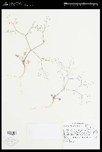 Eriogonum watsonii image