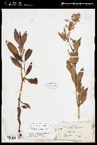 Aconogonon phytolaccifolium image