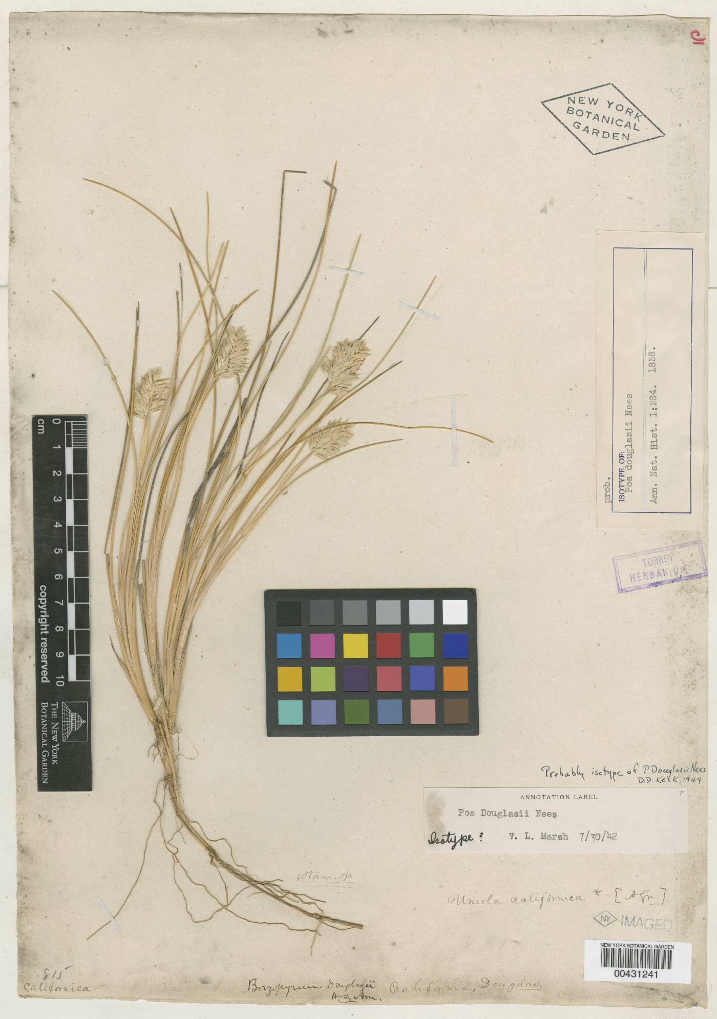 Poa douglasii image