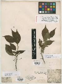 Prunus nigra image