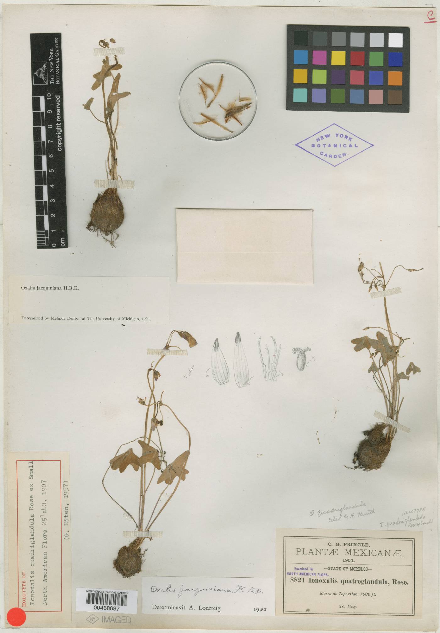 Oxalis jacquiniana image