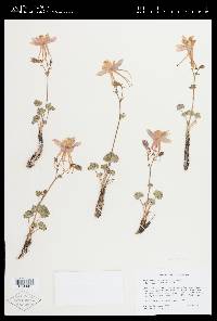 Aquilegia scopulorum image