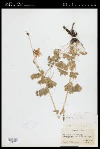 Aquilegia formosa var. truncata image