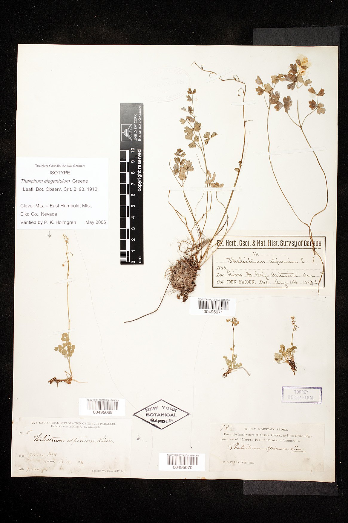Thalictrum elegantulum image