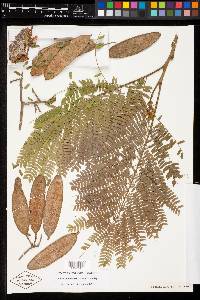 Albizia tomentosa image