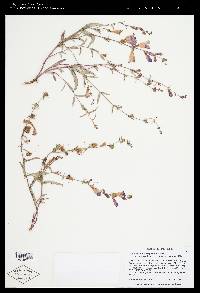 Penstemon heterophyllus var. purdyi image