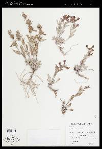 Penstemon miser image