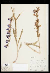 Penstemon perpulcher image