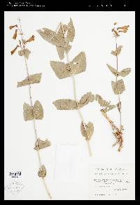 Penstemon pseudospectabilis var. connatifolius image