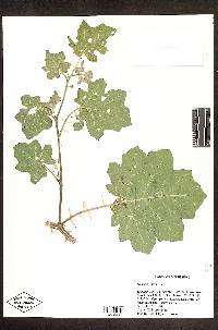 Image of Solanum viarum