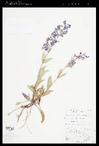 Penstemon secundiflorus image