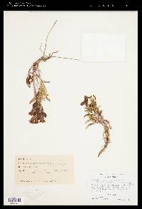 Penstemon speciosus image