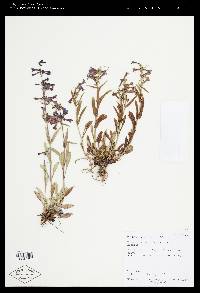 Penstemon humilis image