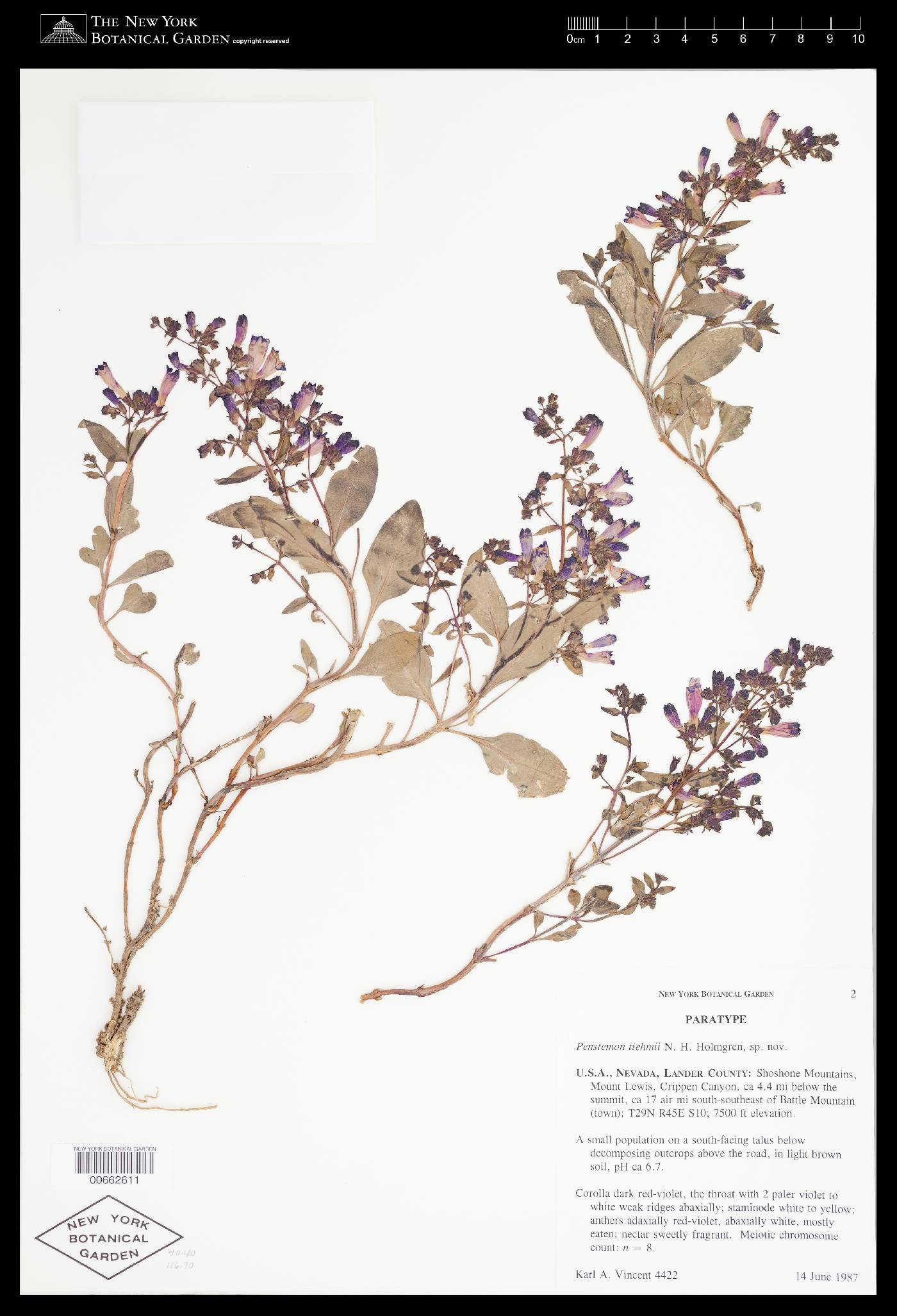 Penstemon tiehmii image