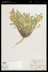 Astragalus lentiginosus var. lentiginosus image