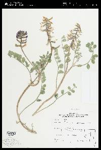 Astragalus malacus image