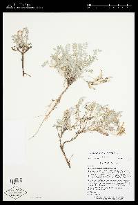 Image of Astragalus piutensis
