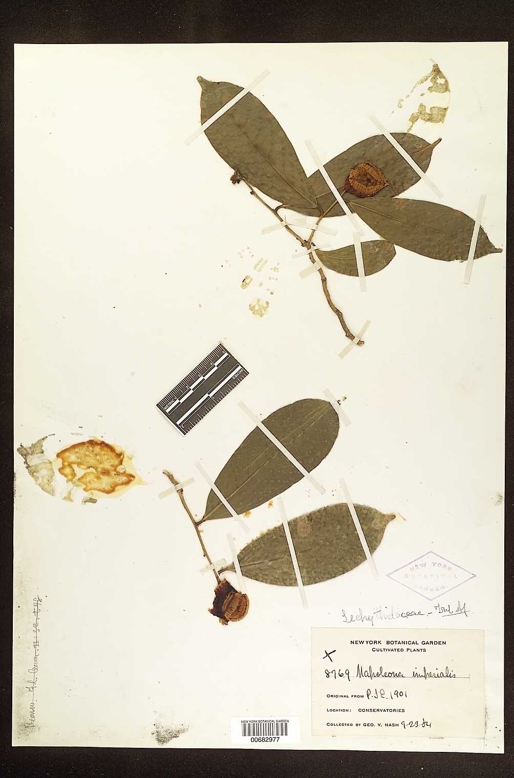 Napoleonaea imperialis image