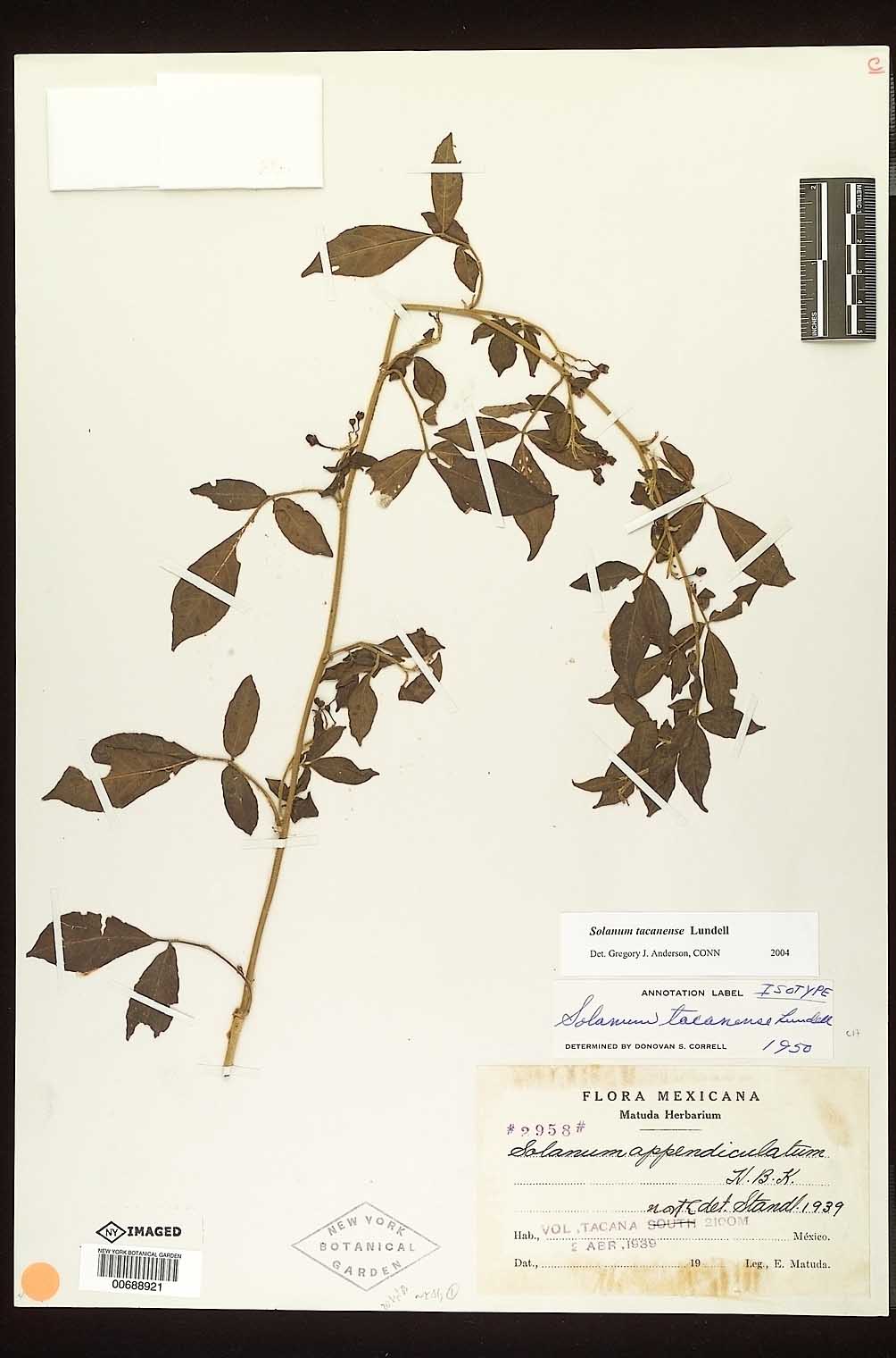 Solanum tacanense image