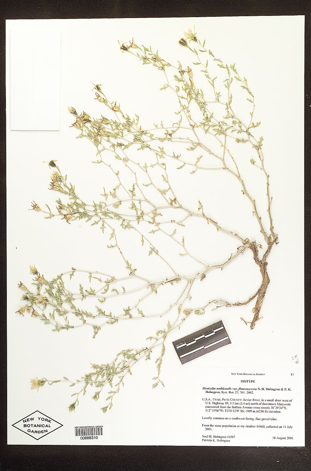 Mentzelia multicaulis var. flumensevera image