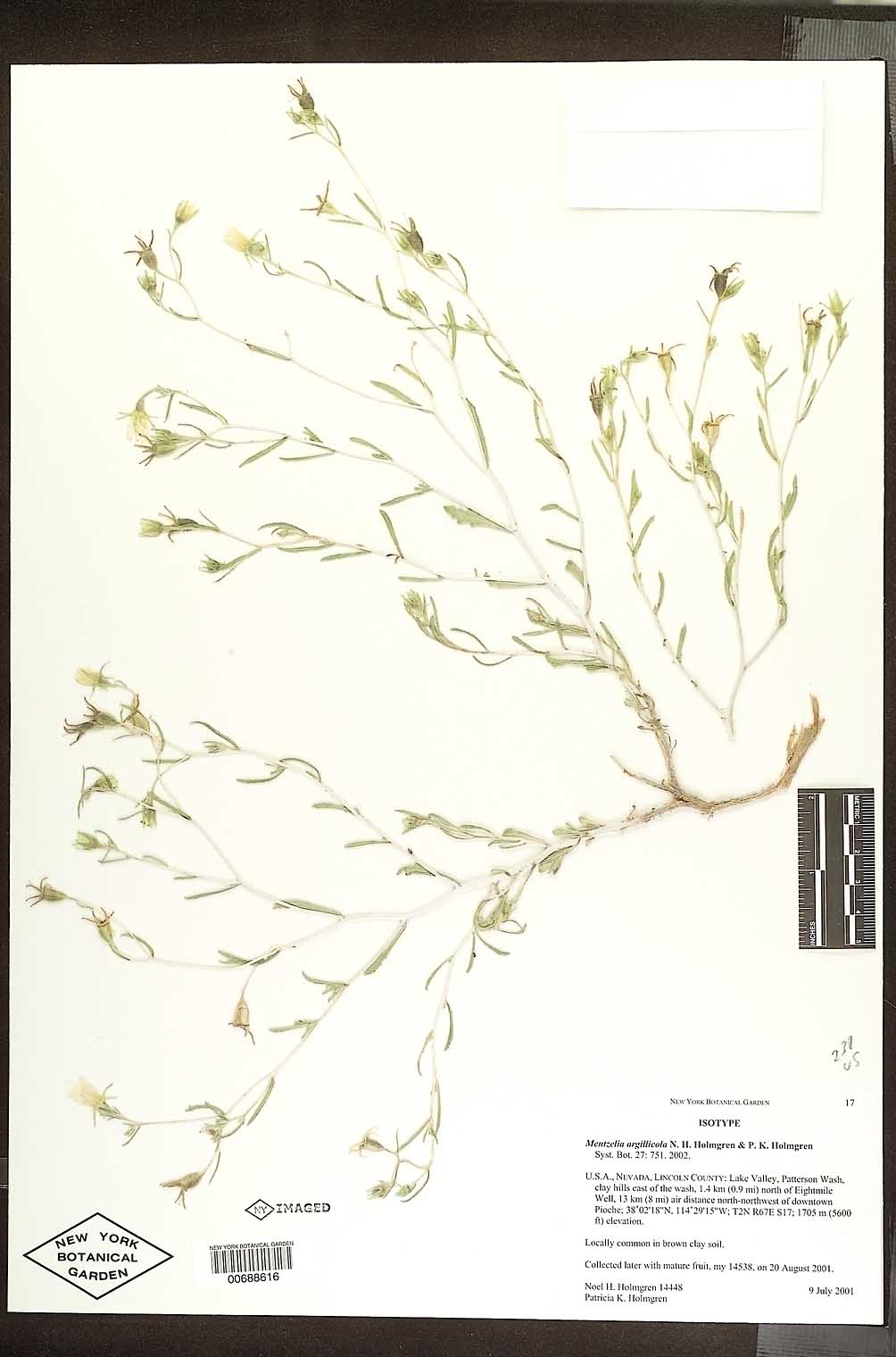 Mentzelia argillicola image