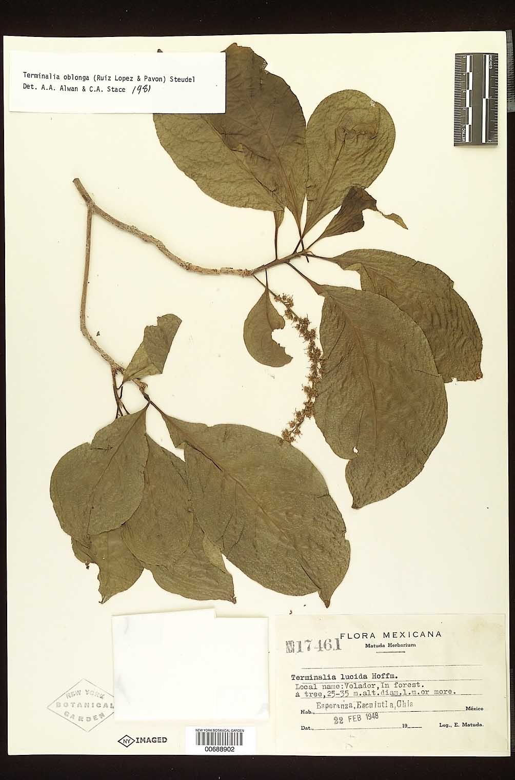 Terminalia oblonga image