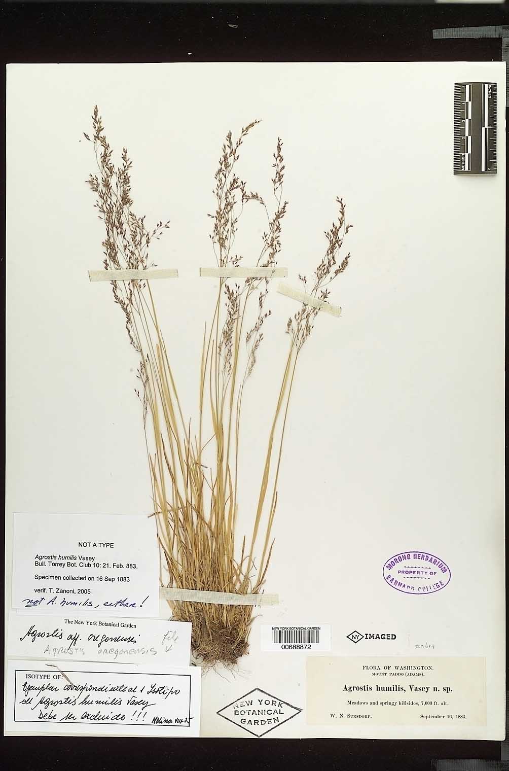 Agrostis oregonensis image