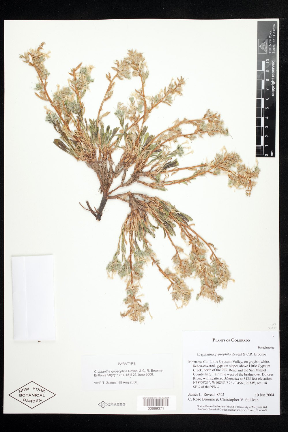 Oreocarya revealii image