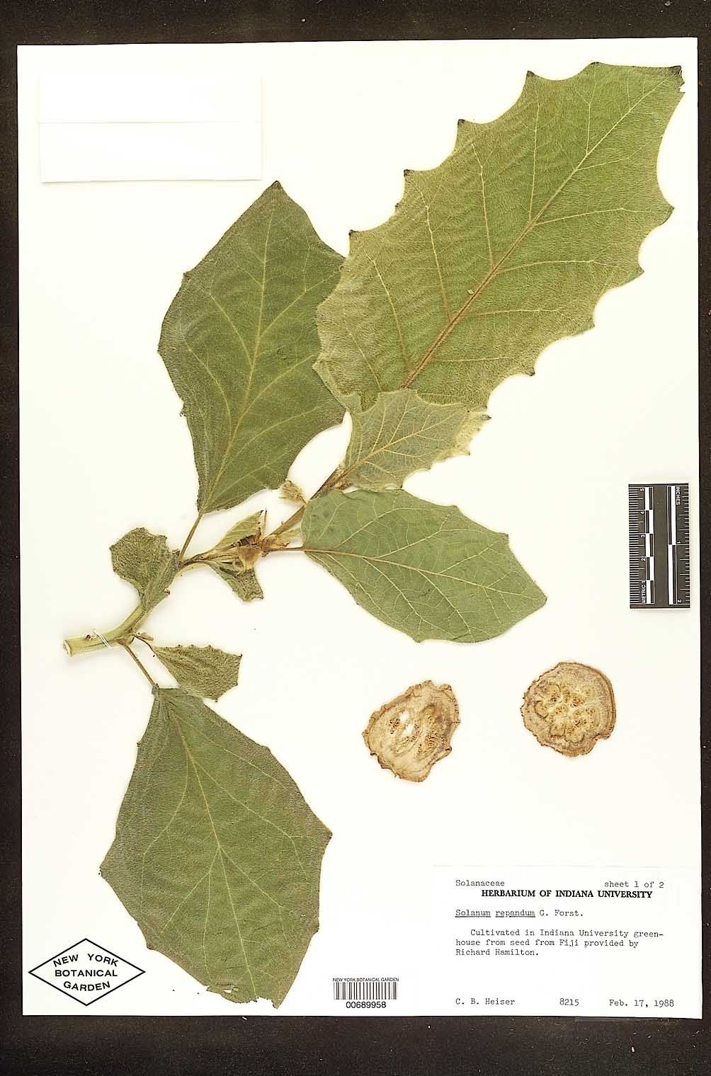 Solanum repandum image