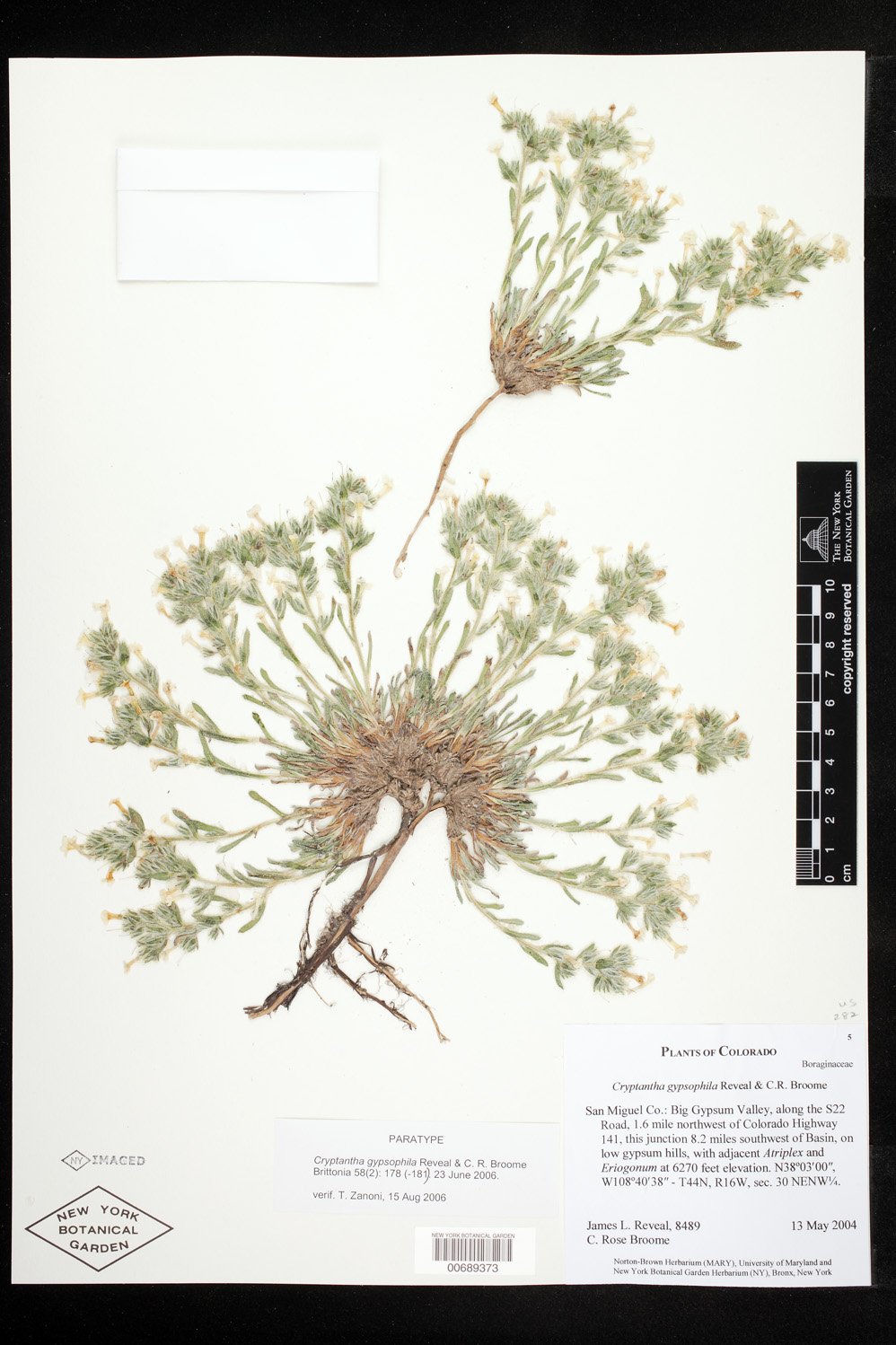 Oreocarya revealii image