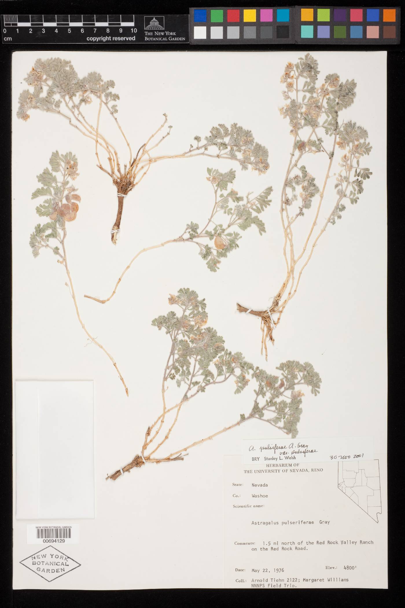 Astragalus pulsiferae var. pulsiferae image