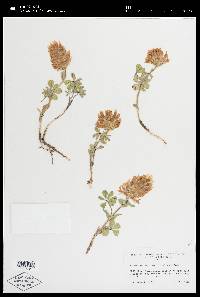 Trifolium macrocephalum image