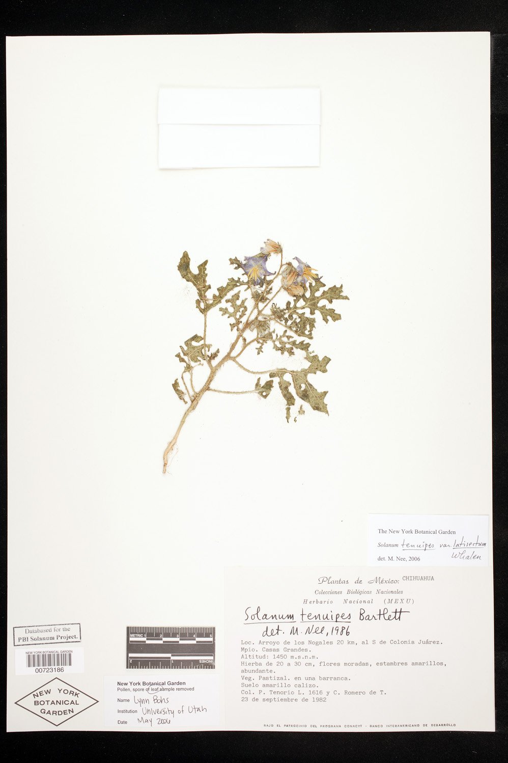 Solanum tenuipes var. latisectum image