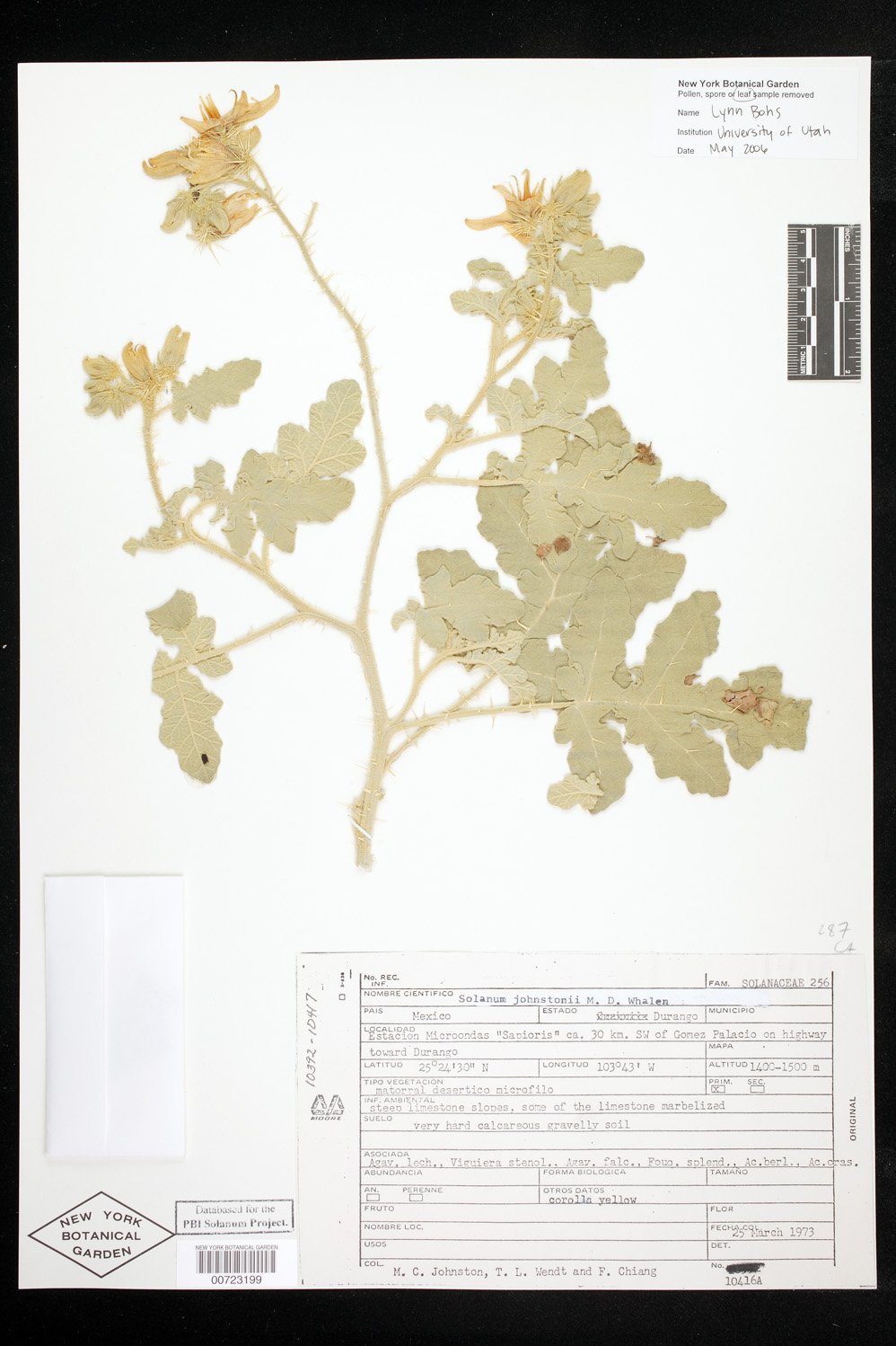 Solanum johnstonii image