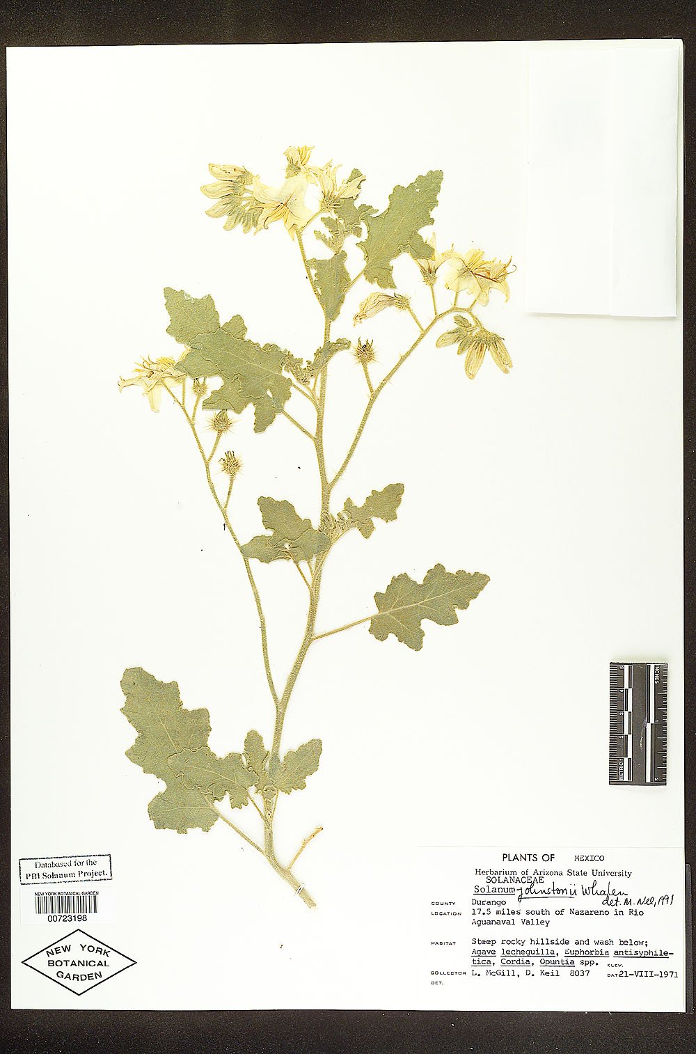 Solanum johnstonii image