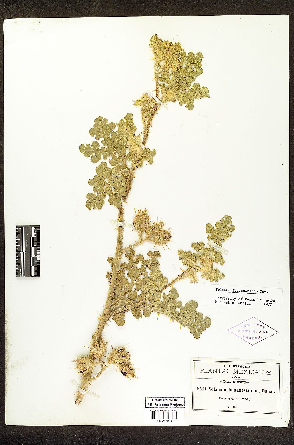 Solanum fructu-tecto image