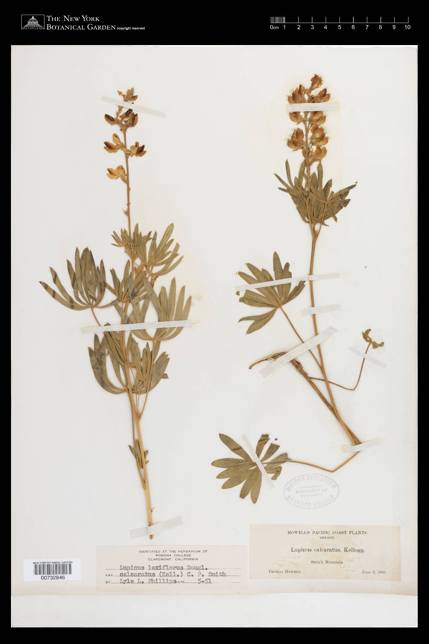 Lupinus arbustus subsp. calcaratus image