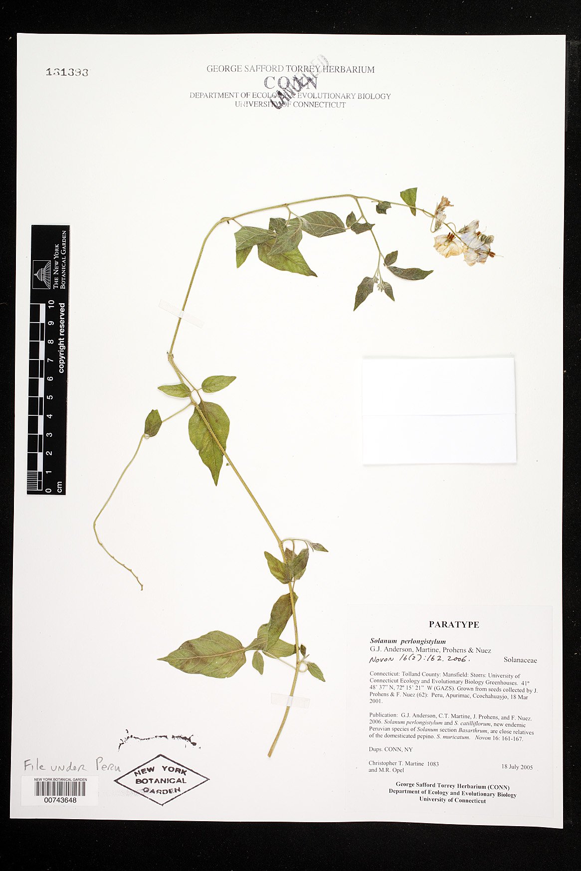 Solanum perlongistylum image