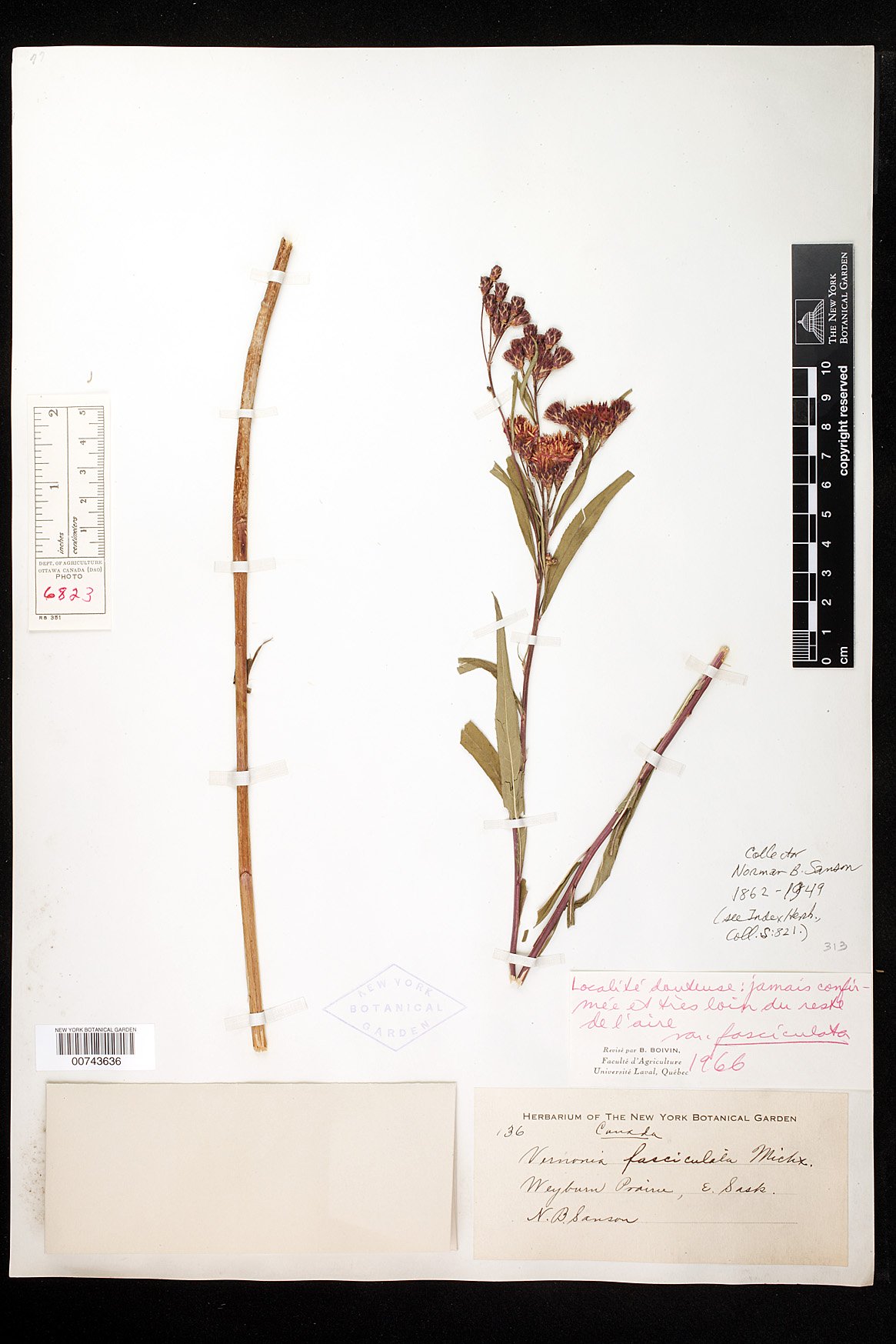 Vernonia fasciculata var. fasciculata image