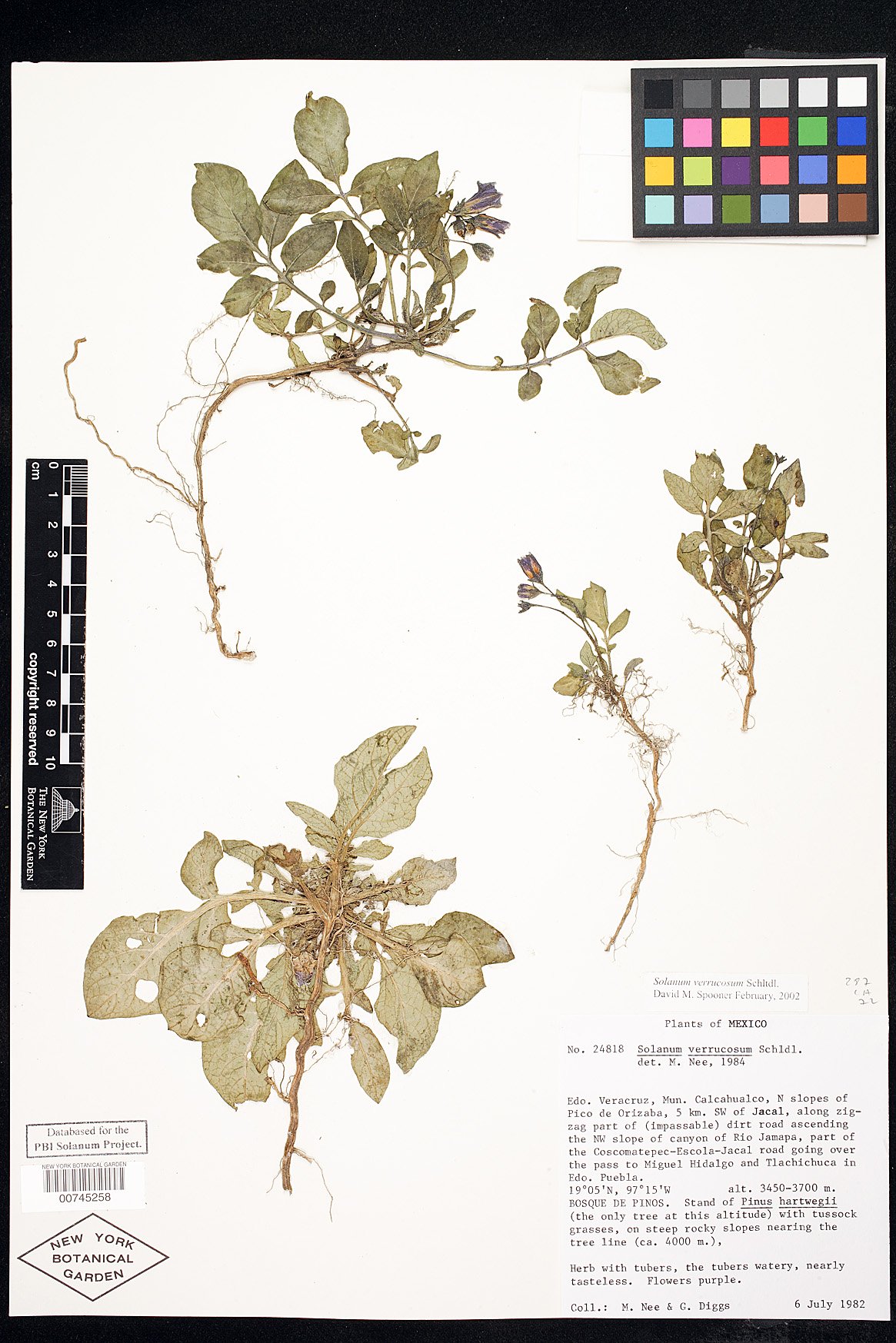 Solanum verrucosum image