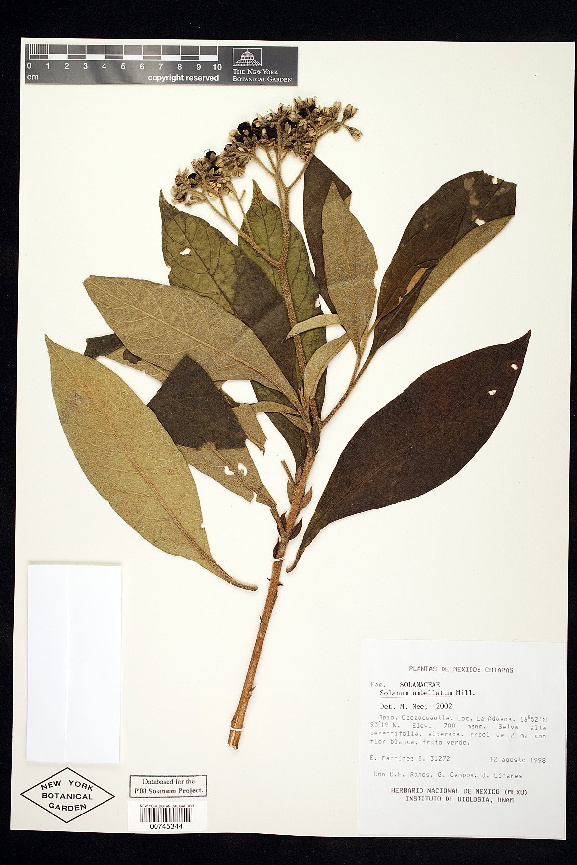 Solanum umbellatum image