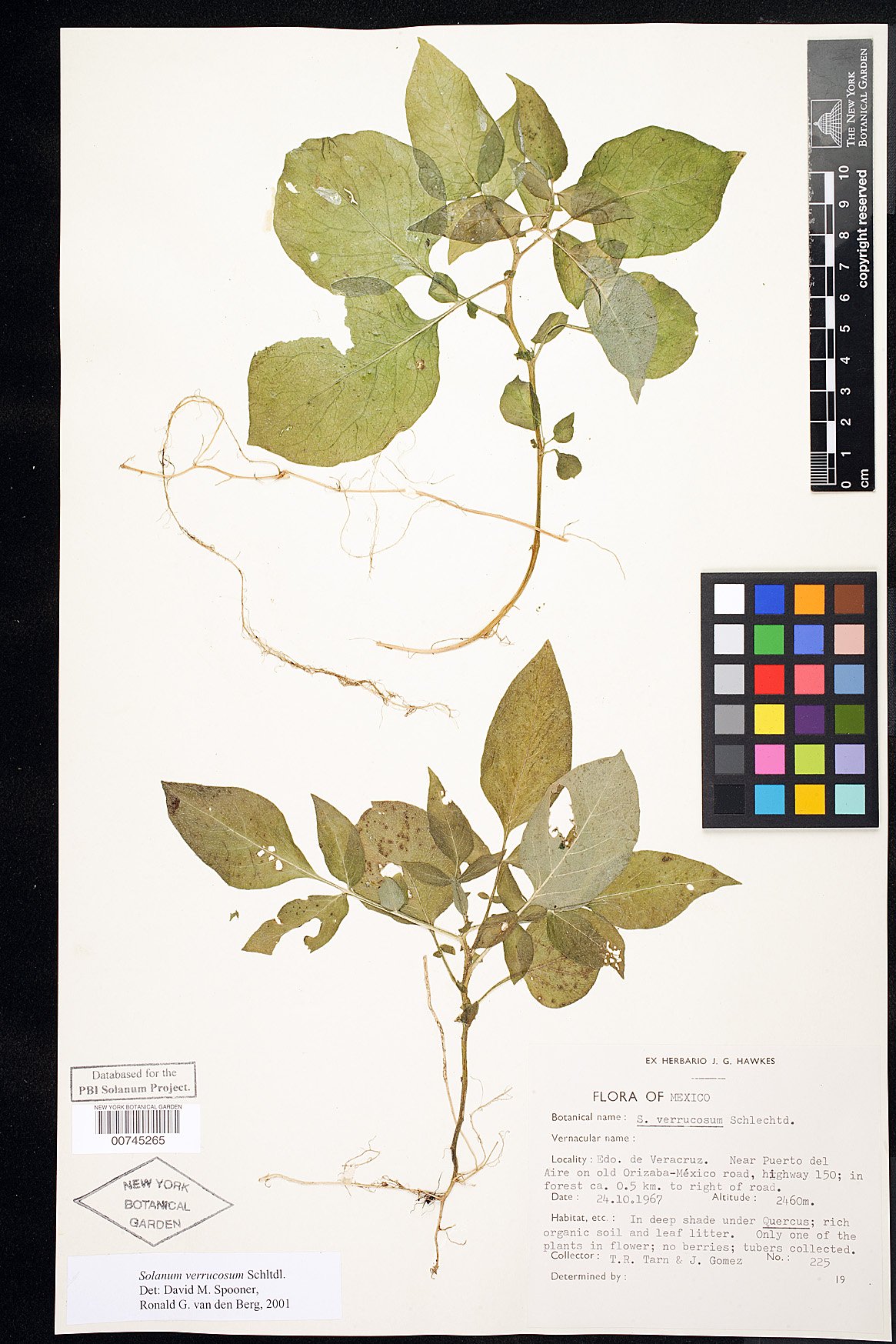 Solanum verrucosum image