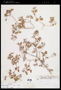 Jamesia americana var. macrocalyx image