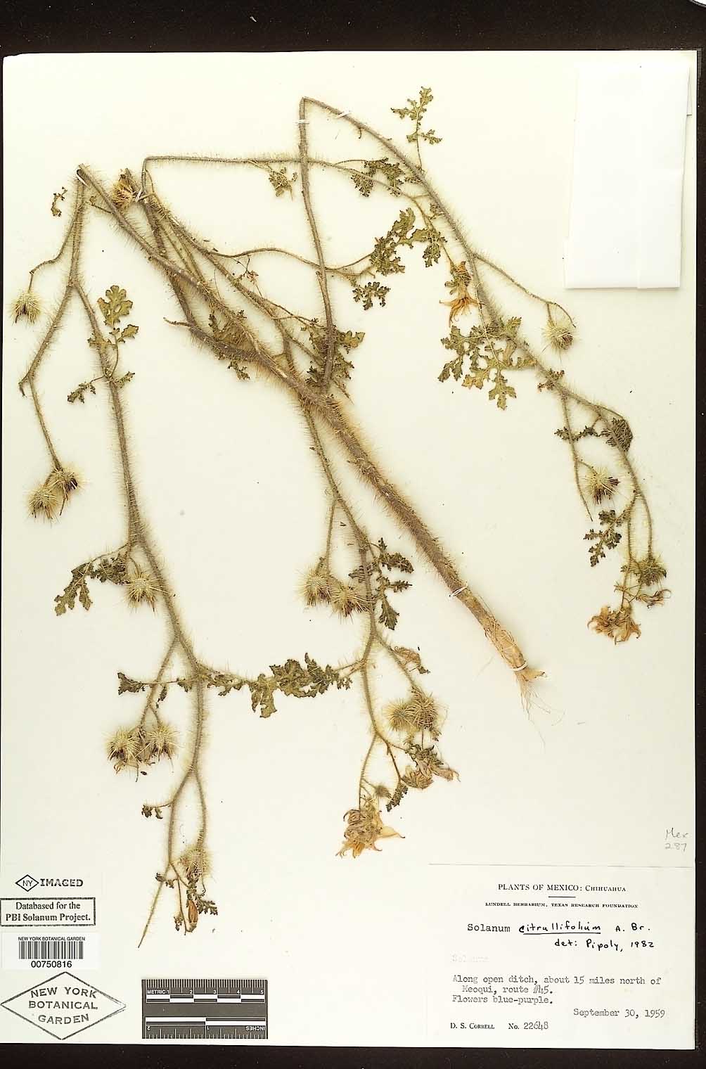 Solanum citrullifolium image