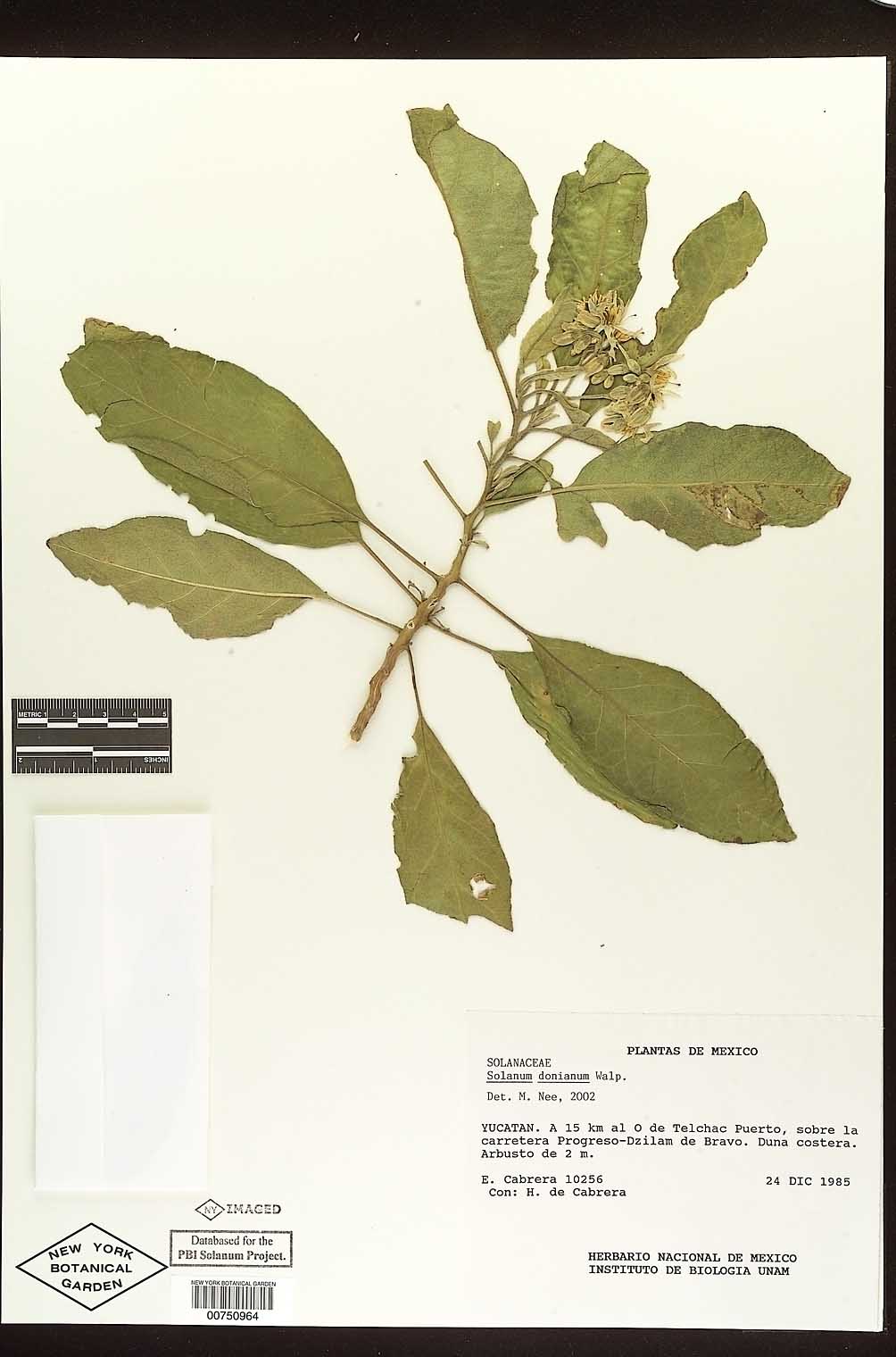 Solanum donianum image